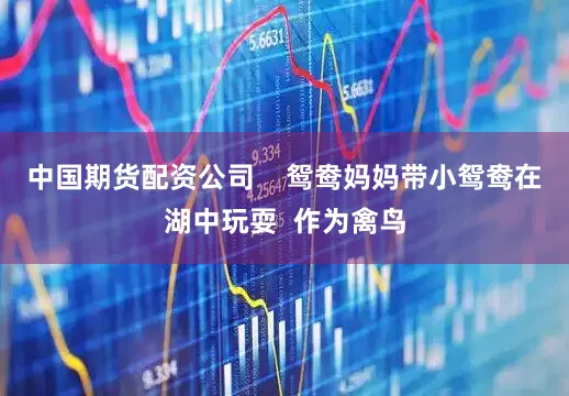 中国期货配资公司    鸳鸯妈妈带小鸳鸯在湖中玩耍  作为禽鸟