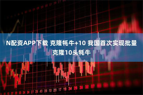N配资APP下载 克隆牦牛+10 我国首次实现批量克隆10头牦牛